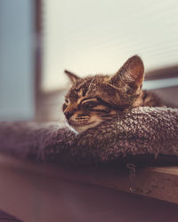 Close-up of a cat sleeping