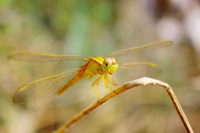 Close-up of dragonfly on plant