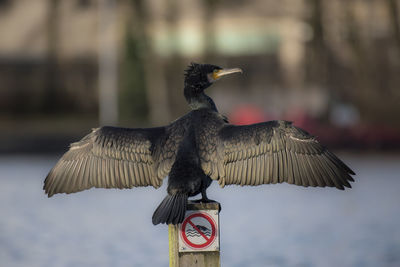 Close-up of bird flying against blurred background