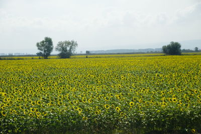 Yellow flowers growing in field