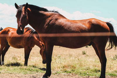 Horse in ranch