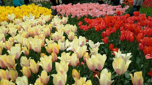 Close-up of colorful tulips