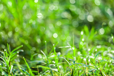 Full frame shot of plants growing on field