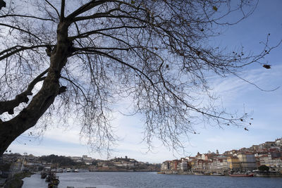 Bare trees by river against buildings in city