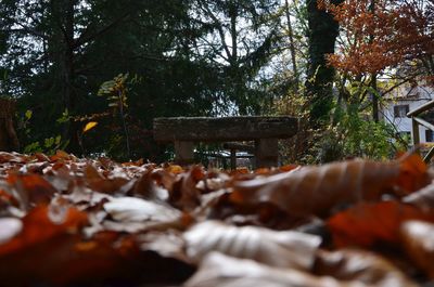 Trees in forest during autumn