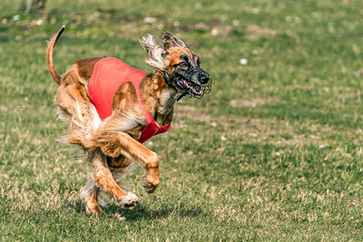 Dog running on field