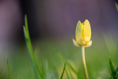 Close-up of yellow flowering plant