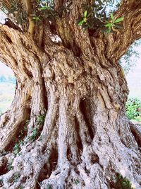 Full frame shot of tree against sky