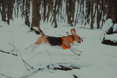 Dog on snow covered land