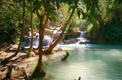 Scenic view of waterfall in forest