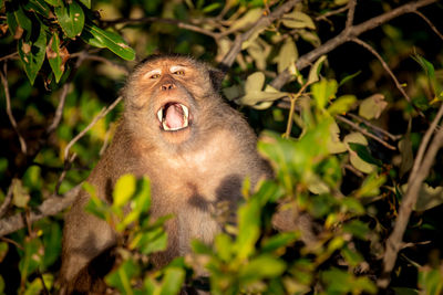 Monkey in a field