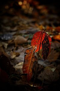 Close-up of dry maple leaves during autumn