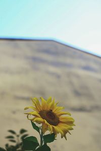 Close-up of yellow flower blooming against sky