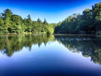 Scenic view of lake against trees in forest