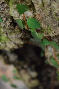 Close-up of plant growing on tree trunk