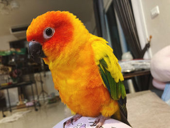 Close-up of parrot