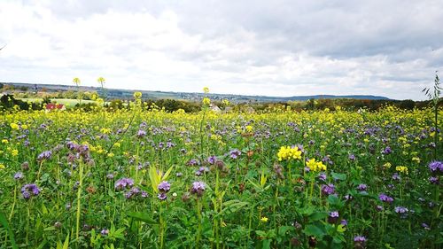 Flowers blooming on field against sky