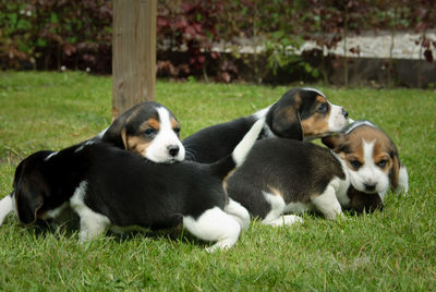 Dogs relaxing on grass