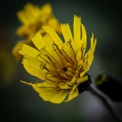 Close-up of yellow flower