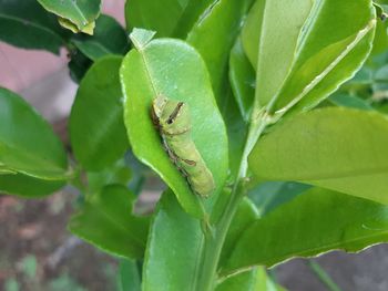 Close-up of insect on leaf