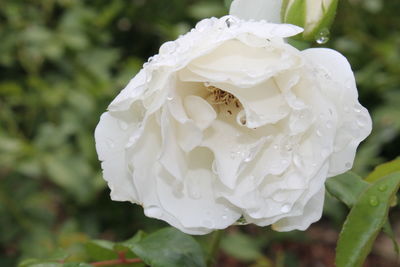 Close-up of raindrops on white rose flower