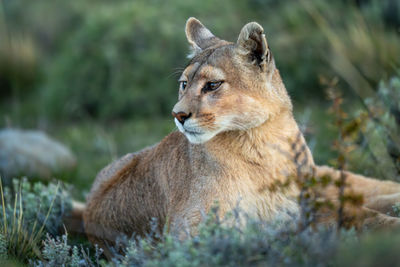 Close-up of lioness