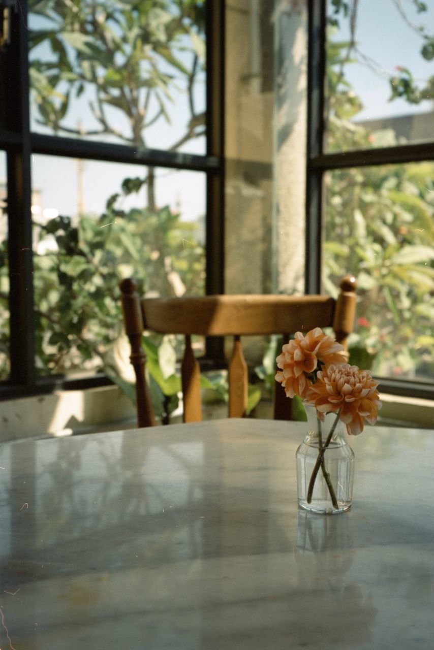 plant, window, flower, flowering plant, indoors, table, nature, no people, glass, day, vase, chair, seat, furniture, wood, beauty in nature, home interior, interior design, freshness, absence, home, focus on foreground, tree, food and drink, architecture, flower head, decoration, tranquility, transparent