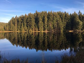 Scenic view of lake by trees in forest against sky