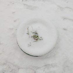 High angle view of plant on snow covered land