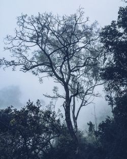 Low angle view of trees in forest against sky