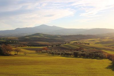 Scenic view of agricultural field against sky