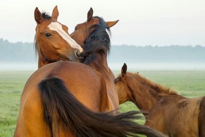 Horses on field against sky