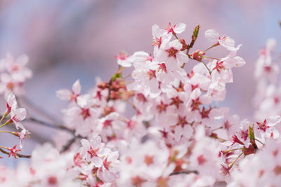 Close-up of pink cherry blossoms