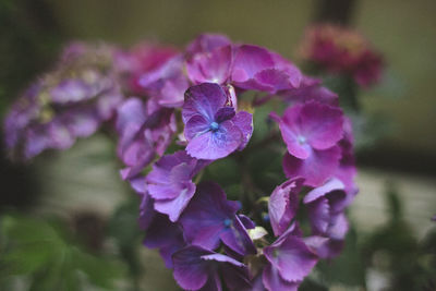 Close-up of purple flowers blooming outdoors