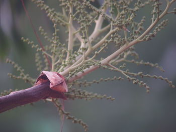 Close-up of pink flower buds on branch