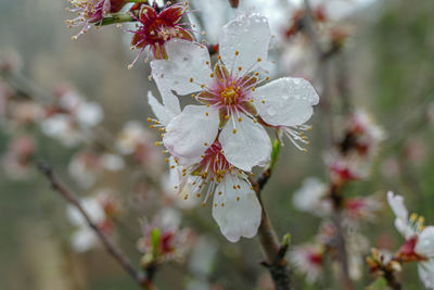 Close-up of white cherry blossoms in spring