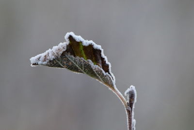 Close-up of frozen plant