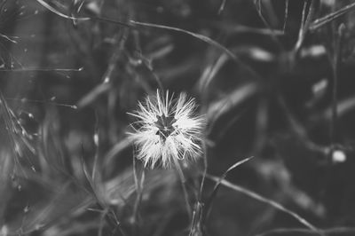 Close-up of flower against blurred background