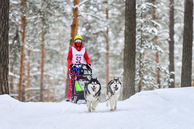 View of a dog on snow covered land