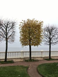 Trees in park against clear sky