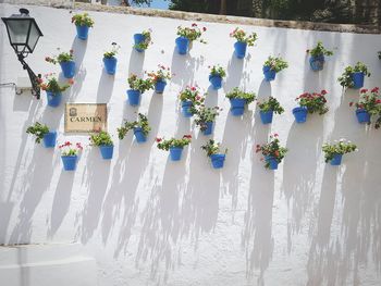 Flower pots on white wall during sunny day