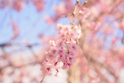 Close-up of pink cherry blossom