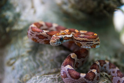 Close-up of crab on rock