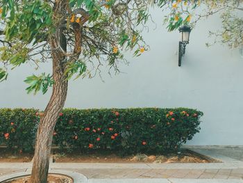 Plants growing on a tree