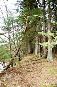 Trees in forest