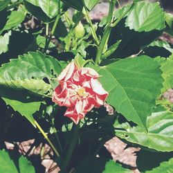 Close-up of red flowering plant