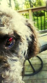 Close-up portrait of dog