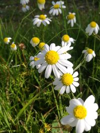 Close-up of yellow flowers blooming outdoors