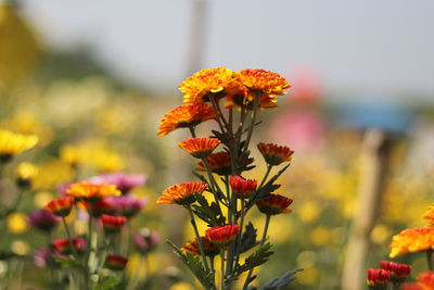 Close-up of yellow flowers blooming outdoors