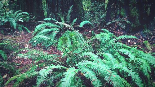 Close-up of fresh green plants